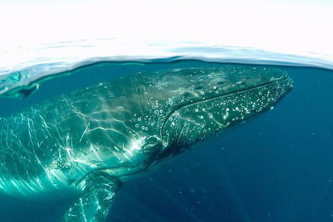 Whale Watching By Sea World Cruises - Coogee Beach Accommodation 2