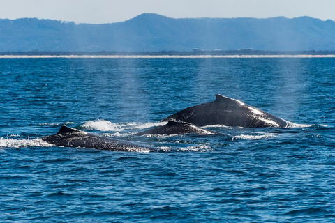 Whale Watching By Sea World Cruises - Coogee Beach Accommodation 4
