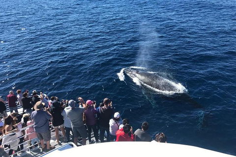 Whale Watching By Sea World Cruises - Coogee Beach Accommodation 5