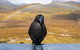 Cradle Mountain Park Explorer Guided Tour - thumb 2