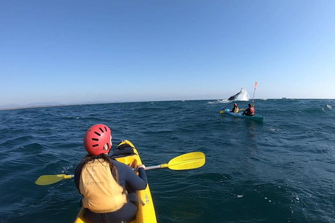 Kayaking With Dolphins In Byron Bay Guided Tour - Coogee Beach Accommodation 3