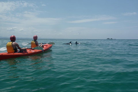 Kayaking With Dolphins In Byron Bay Guided Tour - Coogee Beach Accommodation 4