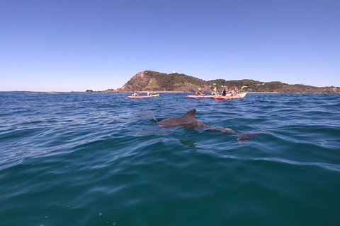 Kayaking With Dolphins In Byron Bay Guided Tour - Coogee Beach Accommodation 5