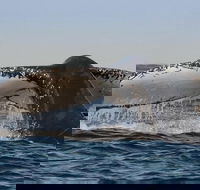 Sydney Whale-Watching Cruise Including Lunch or Breakfast - Coogee Beach Accommodation