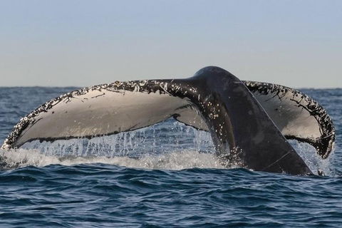 Sydney Whale-Watching Cruise Including Lunch Or Breakfast - Coogee Beach Accommodation 0