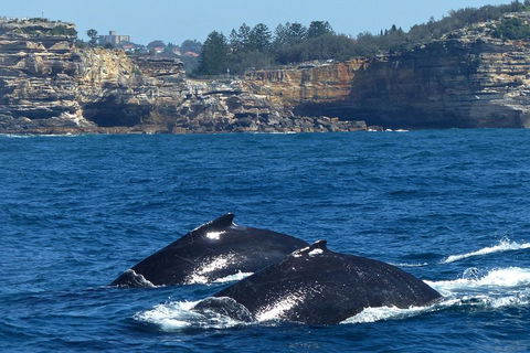 Sydney Whale-Watching Cruise Including Lunch Or Breakfast - Coogee Beach Accommodation 2