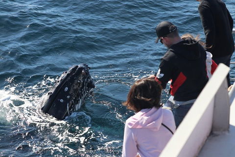 Sydney Whale-Watching Cruise Including Lunch Or Breakfast - Coogee Beach Accommodation 5