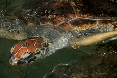 Cape Leveque 4WD Tour From Broome With Optional Return Flight - Coogee Beach Accommodation 2