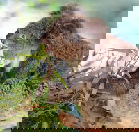 Blue Mountains Private Tour with Kangaroos  Koala Encounter - Coogee Beach Accommodation