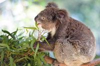 Blue Mountains Private Tour with Kangaroos  Koala Encounter, Sydney