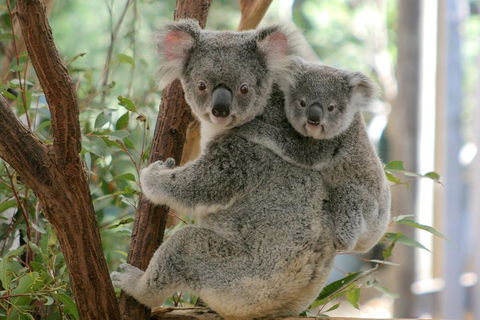 Lone Pine Koala Sanctuary Admission With Brisbane River Cruise - Coogee Beach Accommodation 3