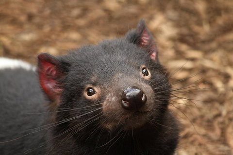 Day Tour In Mt. Field, Mt. Wellington, Bonorong Wildlife Sanctuary And Richmond - Coogee Beach Accommodation 4