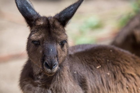 Australian Wildlife Tour At Melbourne Zoo Ticket - Coogee Beach Accommodation 0