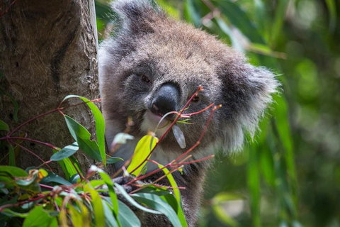 Australian Wildlife Tour At Melbourne Zoo Ticket - Coogee Beach Accommodation 1