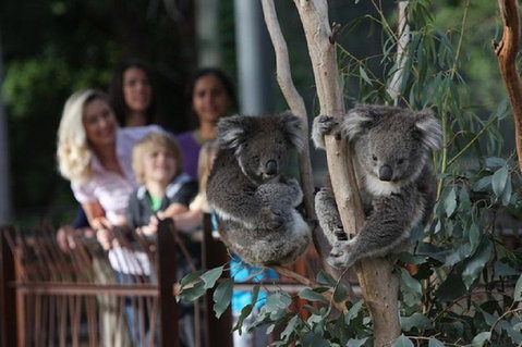 Australian Wildlife Tour At Melbourne Zoo Ticket - Coogee Beach Accommodation 2
