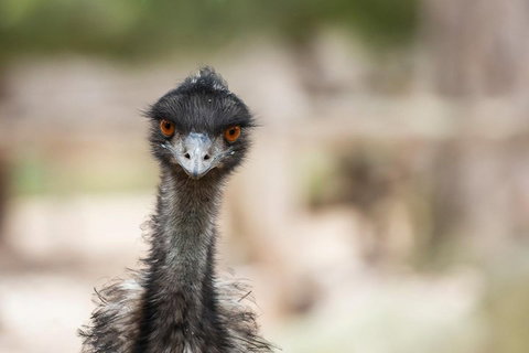 Australian Wildlife Tour At Melbourne Zoo Ticket - Coogee Beach Accommodation 3