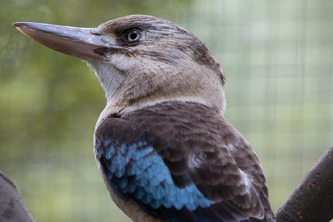 Australian Wildlife Tour At Melbourne Zoo Ticket - Coogee Beach Accommodation 4