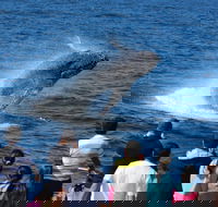 Tangalooma Island Resort Whale Watching Day Cruise - Coogee Beach Accommodation