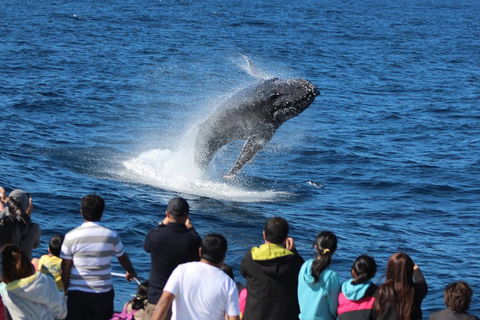 Tangalooma Island Resort Whale Watching Day Cruise - Coogee Beach Accommodation 0
