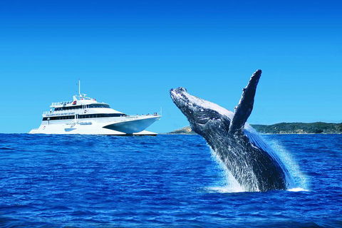 Tangalooma Island Resort Whale Watching Day Cruise - Coogee Beach Accommodation 1