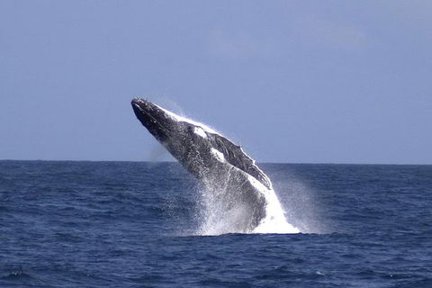Tangalooma Island Resort Whale Watching Day Cruise - Coogee Beach Accommodation 4