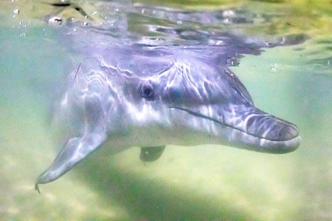 Tangalooma Island Resort Whale Watching Day Cruise With Dolphin Feeding - Coogee Beach Accommodation 0