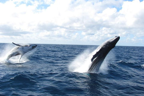 Tangalooma Island Resort Whale Watching Day Cruise With Dolphin Feeding - Coogee Beach Accommodation 1