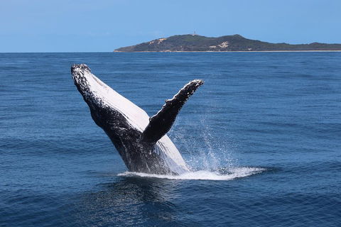Tangalooma Island Resort Whale Watching Day Cruise With Dolphin Feeding - Coogee Beach Accommodation 3