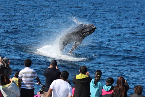 Tangalooma Island Resort Whale Watching Day Cruise With Dolphin Feeding - Coogee Beach Accommodation 5
