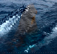 Phillip Island Whale Watching Tour - Coogee Beach Accommodation