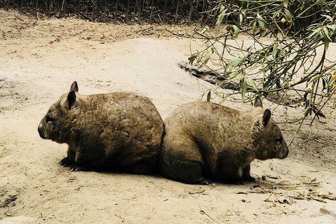Phillip Island Penguin Parade, Brighton Bathing Boxes And Wildlife Park Tour - Coogee Beach Accommodation 0