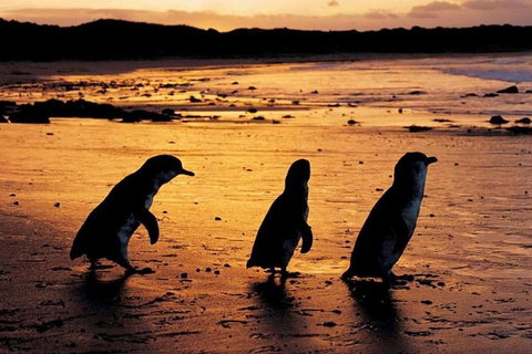 Phillip Island Penguin Parade, Brighton Bathing Boxes And Wildlife Park Tour - Coogee Beach Accommodation 1