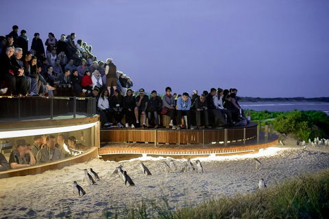 Phillip Island Penguin Parade, Brighton Bathing Boxes And Wildlife Park Tour - Coogee Beach Accommodation 2