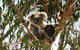 Phillip Island Penguin Parade, Brighton Bathing Boxes And Wildlife Park Tour - thumb 4