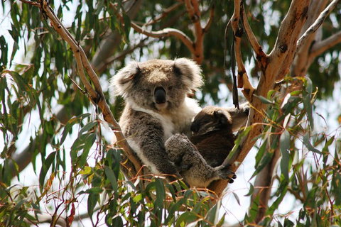 Phillip Island Penguin Parade, Brighton Bathing Boxes And Wildlife Park Tour - Coogee Beach Accommodation 4