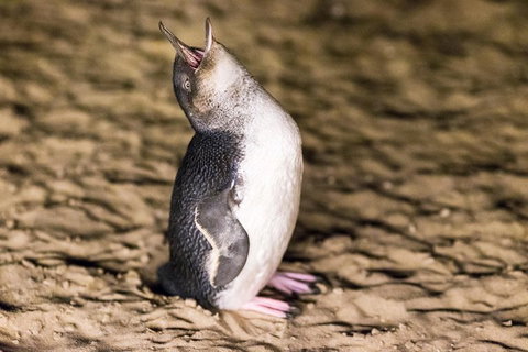 Phillip Island Penguin Parade, Brighton Bathing Boxes And Wildlife Park Tour - Coogee Beach Accommodation 5