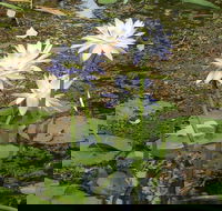 Yellow Water Cruise - Kakadu - Coogee Beach Accommodation