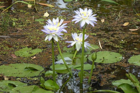 Yellow Water Cruise - Kakadu - Coogee Beach Accommodation 0