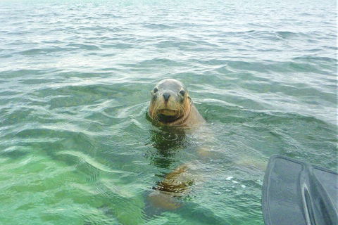 Seal Island And Penguin Island Or Point Peron Sea Kayak Tour - Coogee Beach Accommodation 1