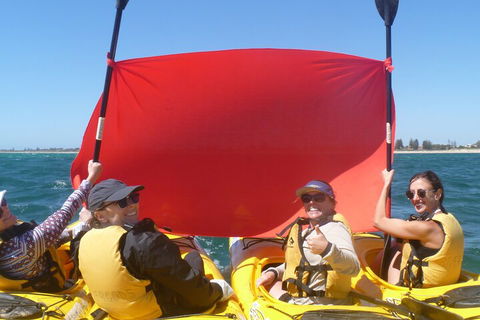 Seal Island And Penguin Island Or Point Peron Sea Kayak Tour - Coogee Beach Accommodation 2