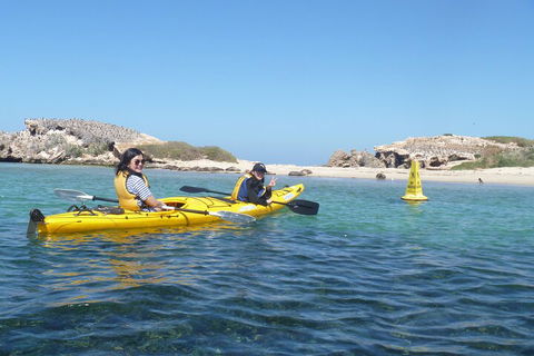 Seal Island And Penguin Island Or Point Peron Sea Kayak Tour - Coogee Beach Accommodation 3