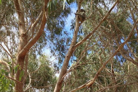 Kangaroo Island 4WD Tour - Best Of KI In 2 Days - Coogee Beach Accommodation 0