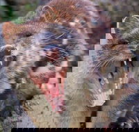 After Dark Tasmanian Devil Feeding Tour at Cradle Mountain - Coogee Beach Accommodation