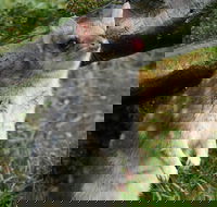 1-Hour Tasmanian Devil Feeding Day Tour at Cradle Mountain - Coogee Beach Accommodation