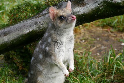 1-Hour Tasmanian Devil Feeding Day Tour At Cradle Mountain - Coogee Beach Accommodation 0