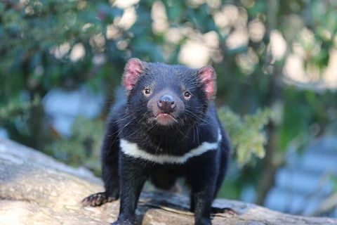 1-Hour Tasmanian Devil Feeding Day Tour At Cradle Mountain - Coogee Beach Accommodation 1