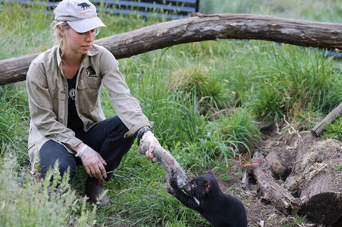 1-Hour Tasmanian Devil Feeding Day Tour At Cradle Mountain - Coogee Beach Accommodation 2