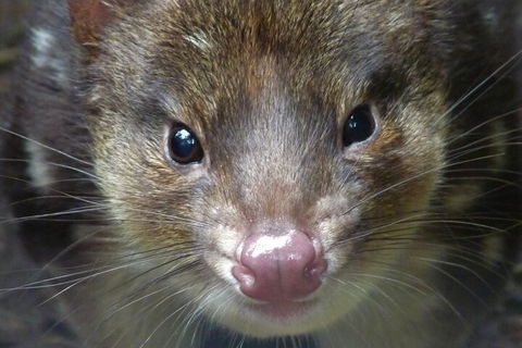 1-Hour Tasmanian Devil Feeding Day Tour At Cradle Mountain - Coogee Beach Accommodation 3