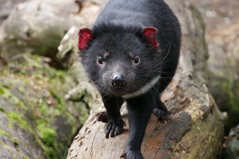 1-Hour Tasmanian Devil Feeding Day Tour At Cradle Mountain - Coogee Beach Accommodation 4