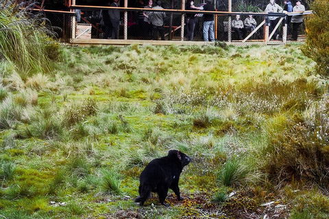 1-Hour Tasmanian Devil Feeding Day Tour At Cradle Mountain - Coogee Beach Accommodation 5